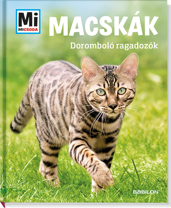 Mi MICSODA Macskák – Doromboló ragadozók
